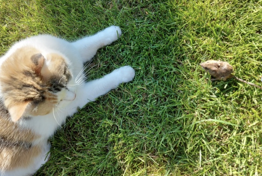 Kat en muisspelletjes