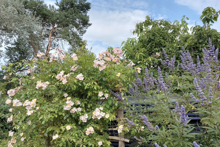 tuin