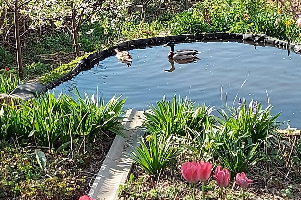 Eendjes in mijn tuin